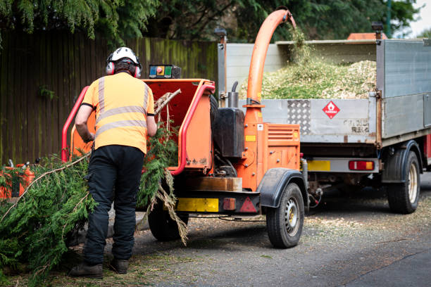 Professional Tree Service in Moyock, NC